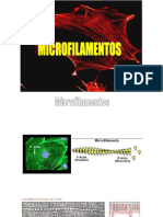 Microfilamentos