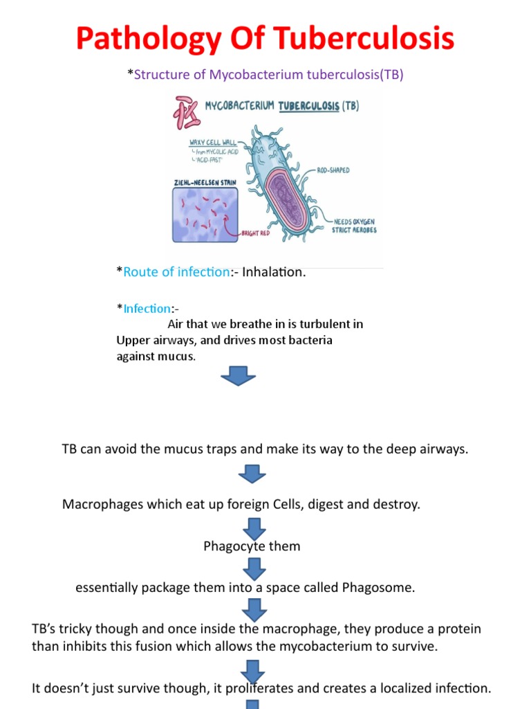 Pathology of Tuberculosis 1 | PDF