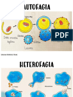 Autofagia & Heterofagia 