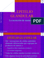 Epitelio Glandular Corr
