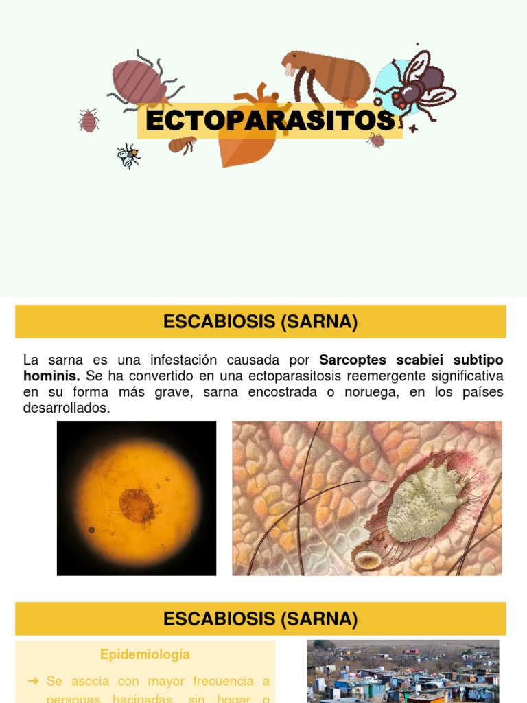 ECTOPARASITOS | PDF | Enfermedad de Lyme | Epidemiologa