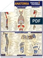 Resumao - Anatomia Profunda e Posterior
