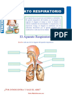 El Aparato Respiratorio para Tercer Grado de Primaria