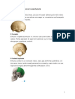 Lista de 206 Huesos Del Cuerpo Humano