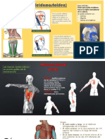 Para Examen de Masoterapia