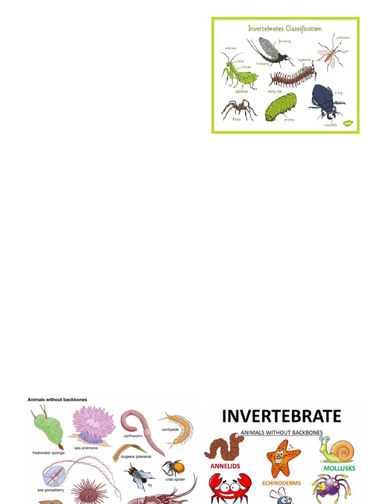 Printable Collage for Invertebrate Animals | PDF