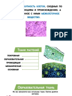 Конспект По Тканям Растений