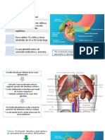 Pancreas Anatomia Histologia y Fisiologia