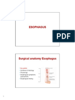 Esophagus - 1