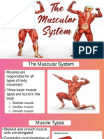 01 AnaPhy Muscular System