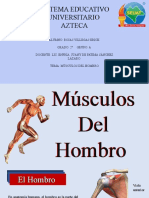 Musculos Del Hombro