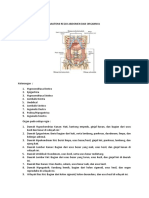 WORD Anatomi Regio Abdomen