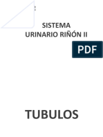 Sistema urinario riñón II: Tubulos y estructuras renales