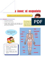 El Sistema Oseo Princiaples Huesos-1