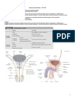 Anatomia da próstata e suas patologias
