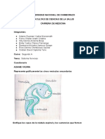 Embriología II