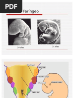 Download APARATO_FARINGEO by Karmen Laris SN58109712 doc pdf