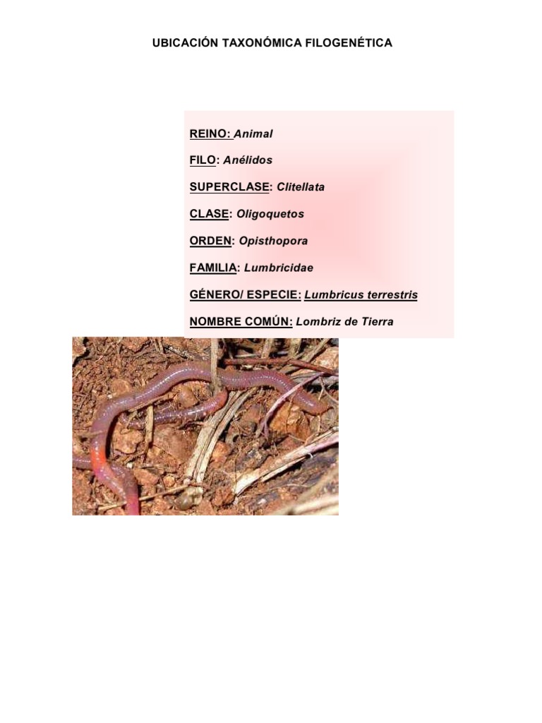 PPT - INVERTEBRADOS PowerPoint Presentation, free download - ID:2037285, image size:768x1024