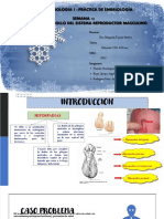 PDF Informe Semana 13 Morfo Embrio Pintado Reyes Rodriguez Tuno 7 55 Compress