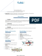 Cordados: características e principais táxons