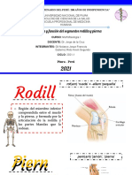 Rodilla y Pierna