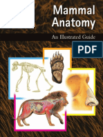 Mammal Anatomy An Illustrated Guide