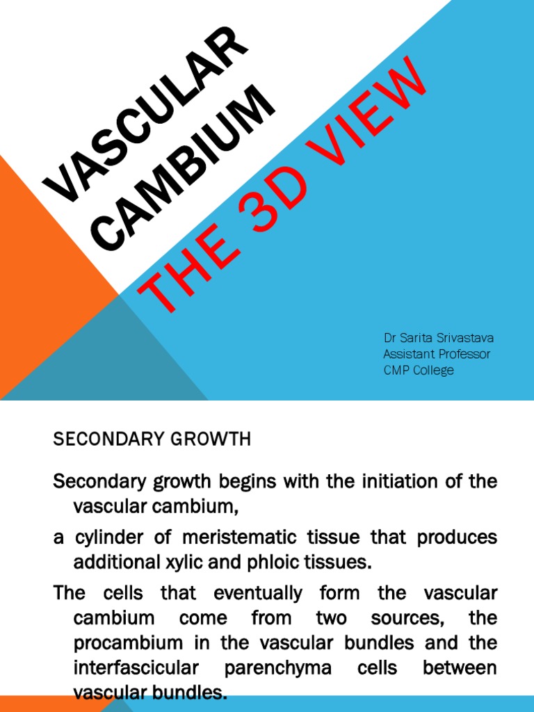 Wood Anatomy Vascular Cambium PDF