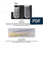 Stab Gelatin Medium: B. Anthracis Bacillus Anthracis