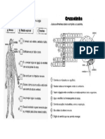 Sist Nervoso Cruzadinha
