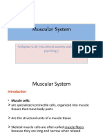 Anatomy U-4 Muscular System 2
