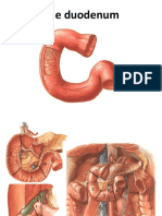 The Duodenum