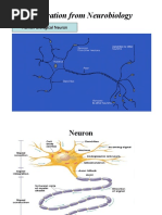 Inspiration From Neurobiology: Human Biological Neuron