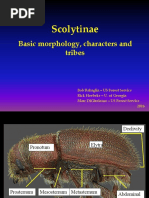 Scolytinae Tribes New