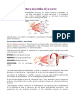 Estructura anatómica de las fibras musculares