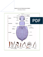 Morfología Externa Del Odontotaenius Disjunct