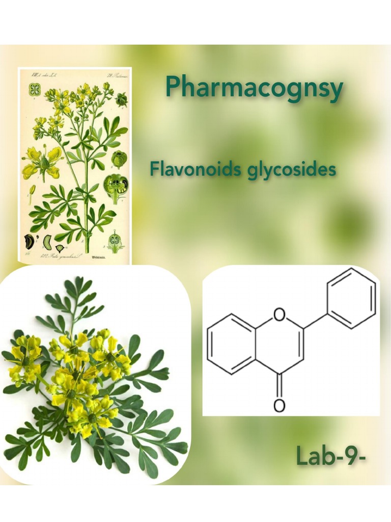 Flavonoids Glycosides PDF
