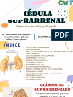 Médula Médula Suprarrenal Suprarrenal: Salgado Valenzuela Cinthya Fernanda