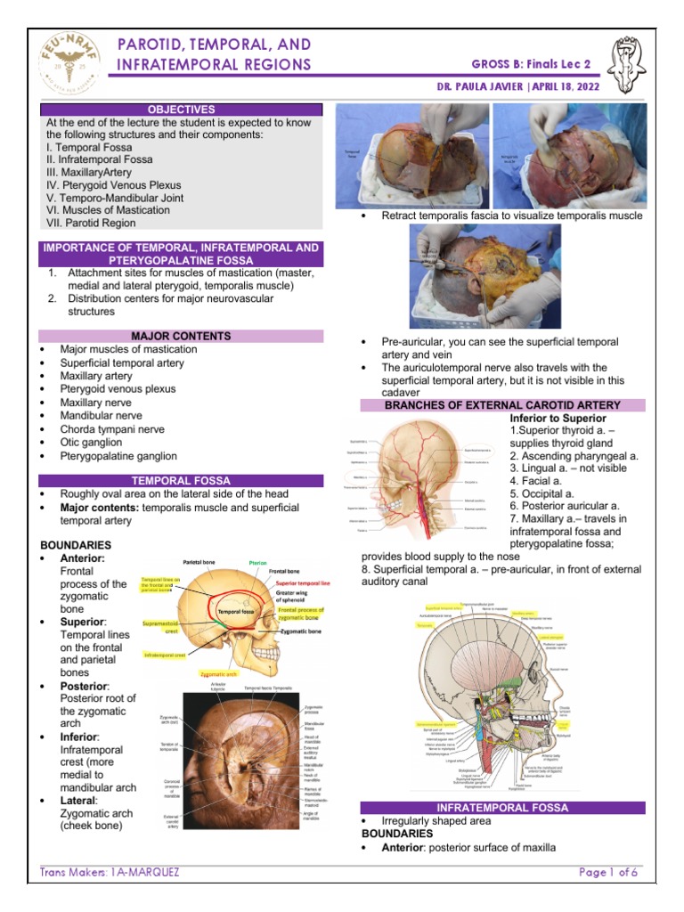 Gross B Parotid Temporal and Infratemporal Regions Dr. Javier | PDF ...