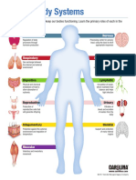 Human Body System Infographic
