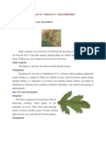 Lec23 Diseases of Chrysanthemum