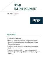 Anatomi Integumen