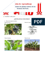 2° Ficha Día 4 Cyt Diferenciamos Las Plantas Nativas de Las Foraneas Del Perú