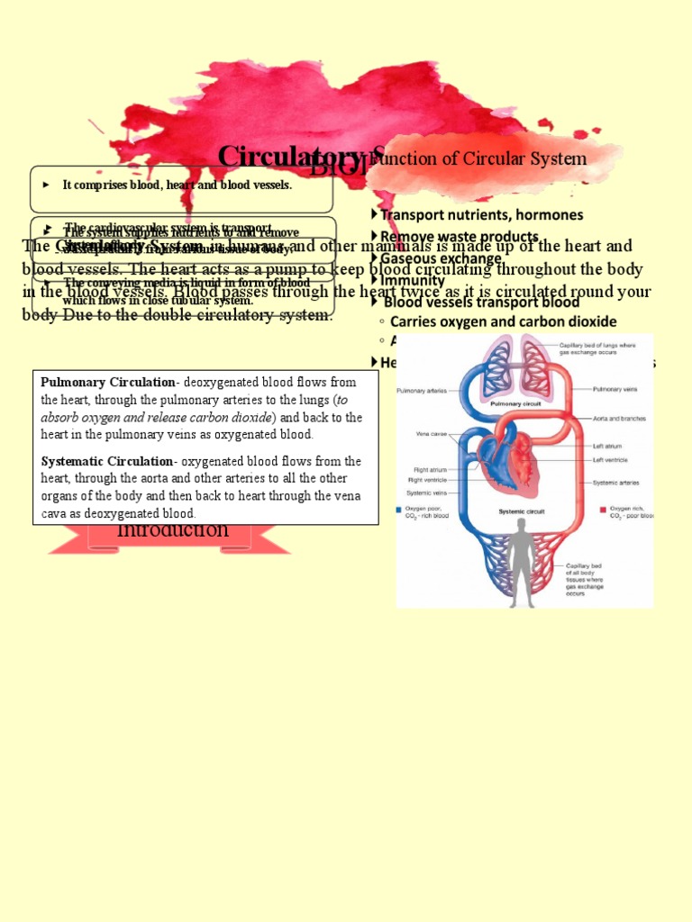 Overview of the Human Circulatory System | PDF | Heart | Circulatory System