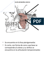 Músculo Pterigoideo Externo