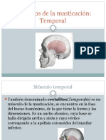 Músculo Temporal