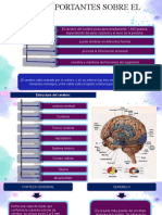 Exposicion Del Sistema Nervioso Central