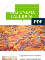 Treponema Pallidum