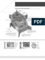 Célula Vegetal (Visão Do Corte de Uma Célula Generalizada