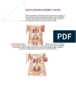 Sistema Genito Urinario Hombre y Mujer (1)