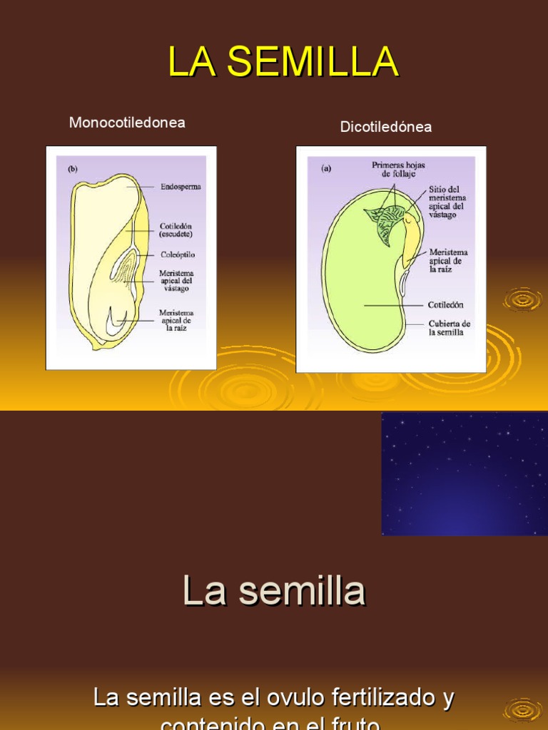 Partes de la Semilla: Monocotiledóneas y Dicotiledóneas | PDF | Semilla ...